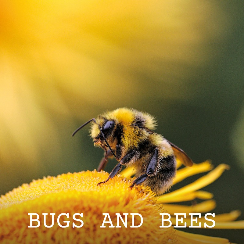 Bugs And Bees