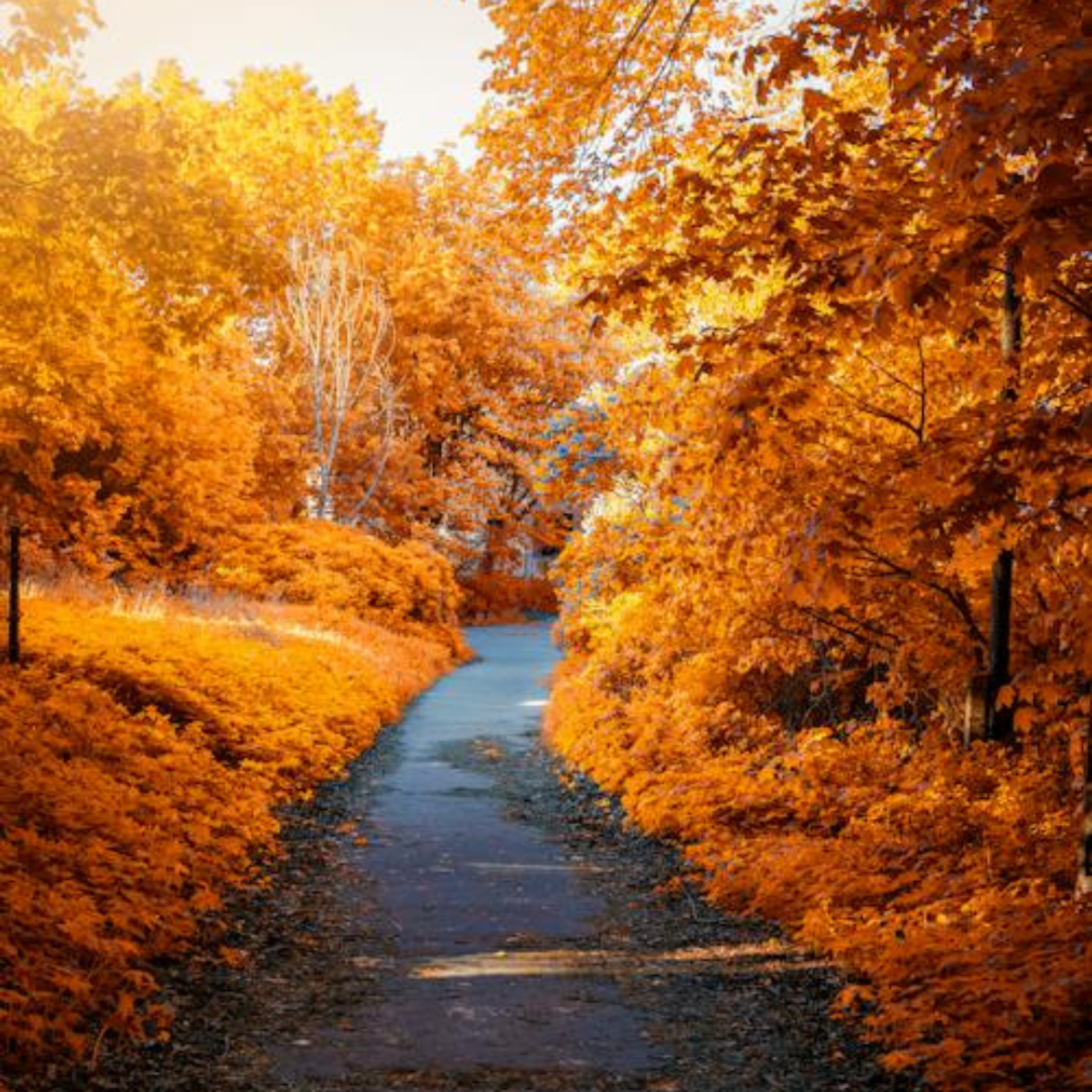 Autumn Leaves