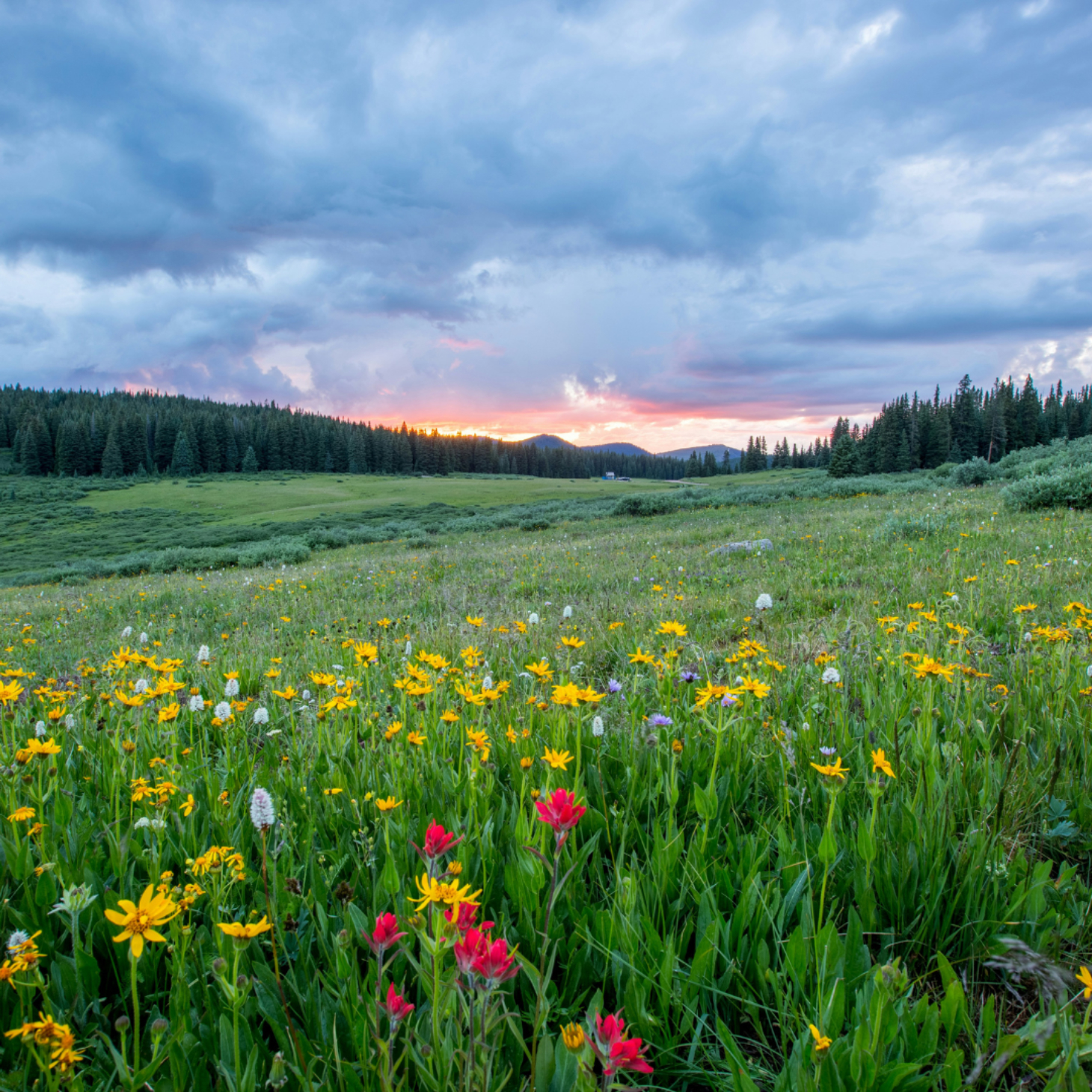 Spring in the Countryside