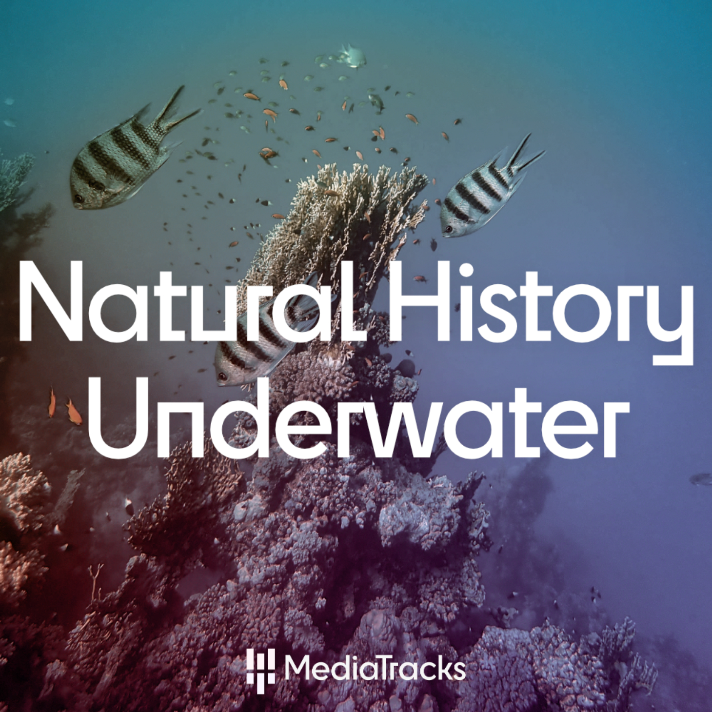 Natural History - Underwater
