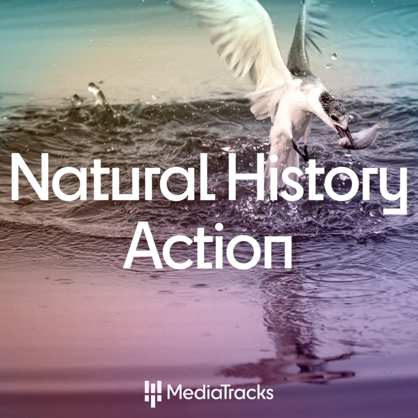 Natural History - Action