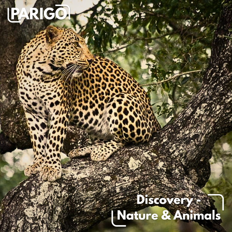 Discovery - Nature & Animals